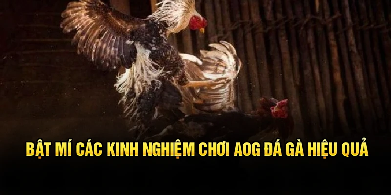 Bật mí các kinh nghiệm chơi AOG đá gà hiệu quả